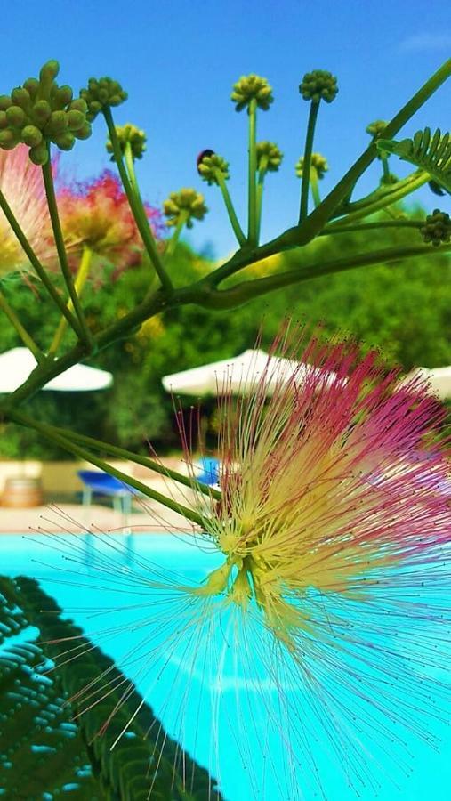 Agriturismo Terenzana Apart otel Riparbella Dış mekan fotoğraf